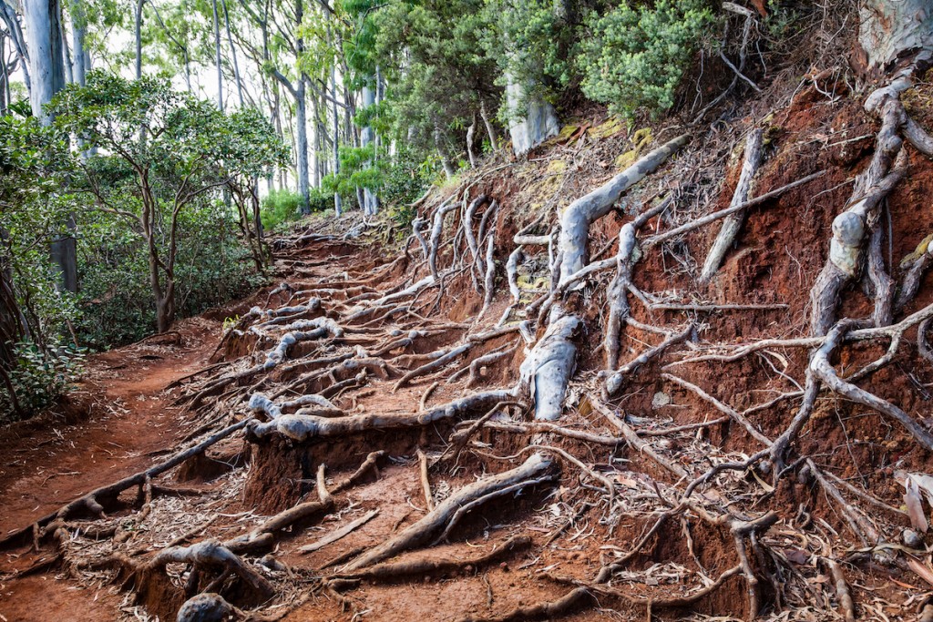 Hawaii Hiking Trail Landscape