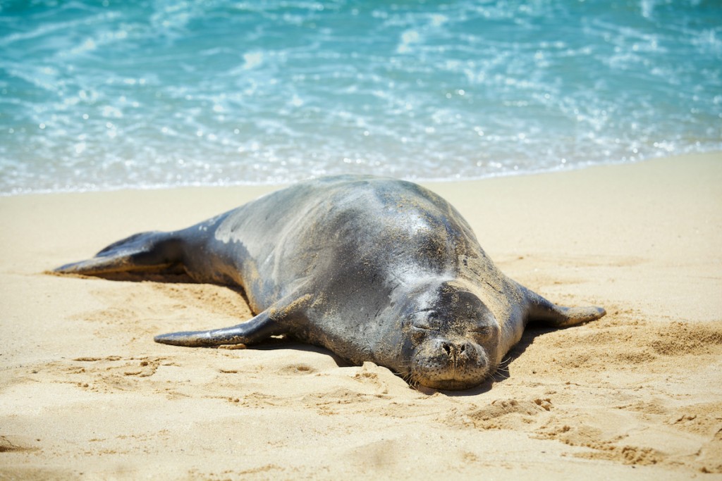 Hawaiian Monk Seal Sleeping On The Sandy Beach Of Kauai
