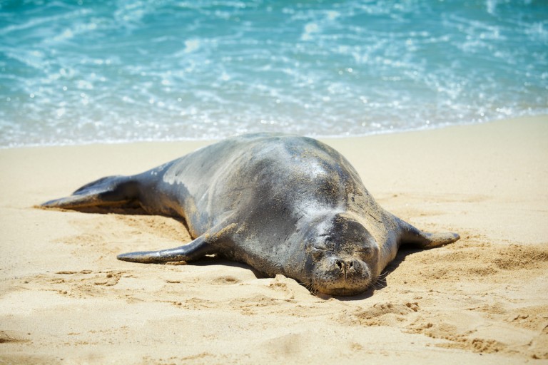 Hawaiian Monk Seal Sleeping On The Sandy Beach Of Kauai