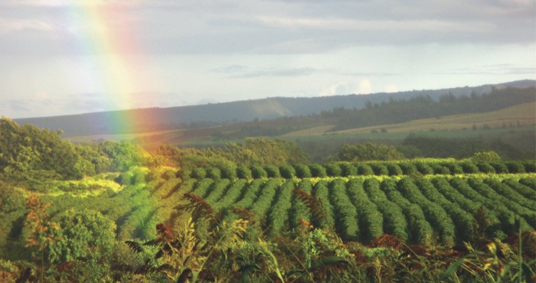 rainbow over kauai coffee farm