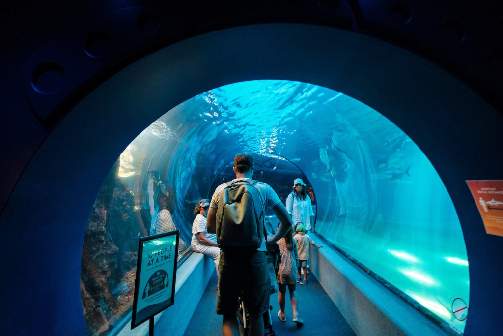 Him2106 Ay Maui 1235