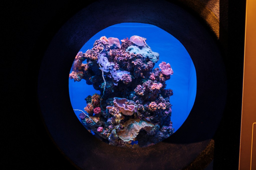 Him2106 Ay Maui 1184