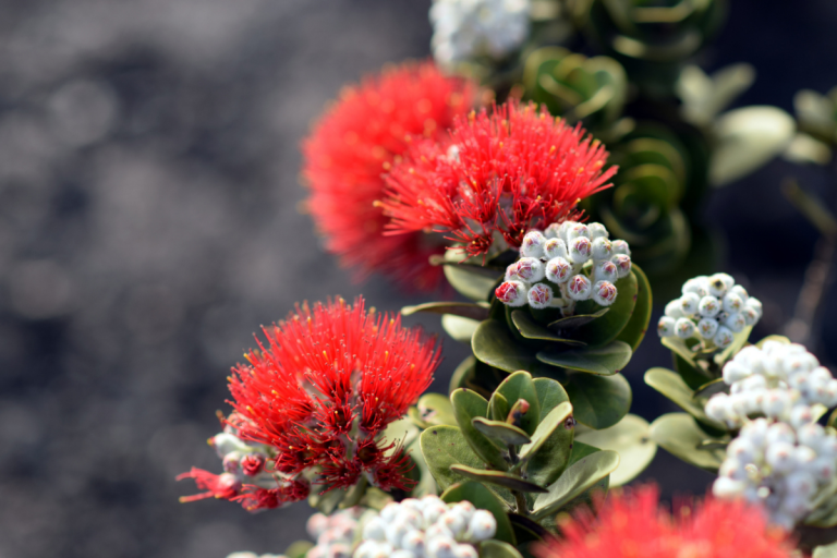 Ohialehuaofficialbigislandflower