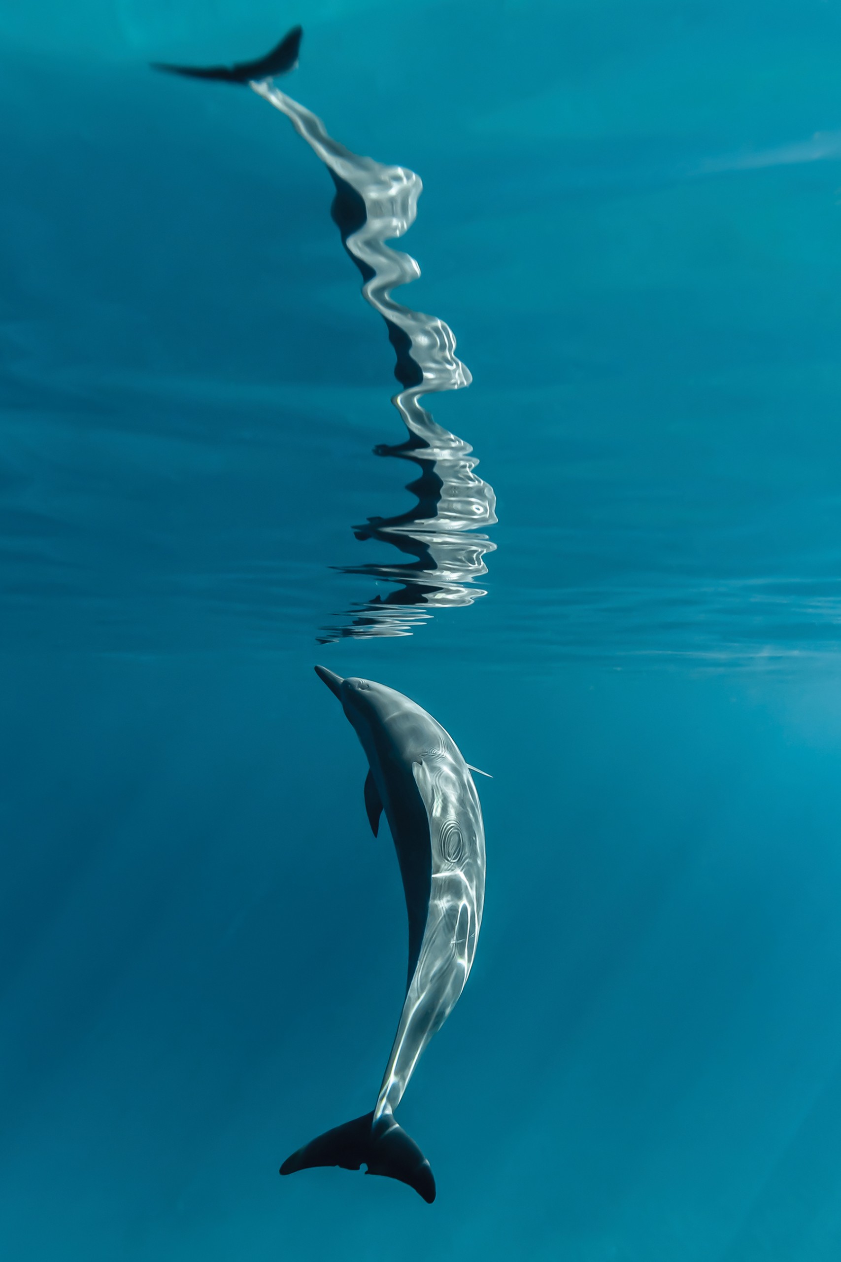 2204 Photocontestwildlife Eriragan Swpn