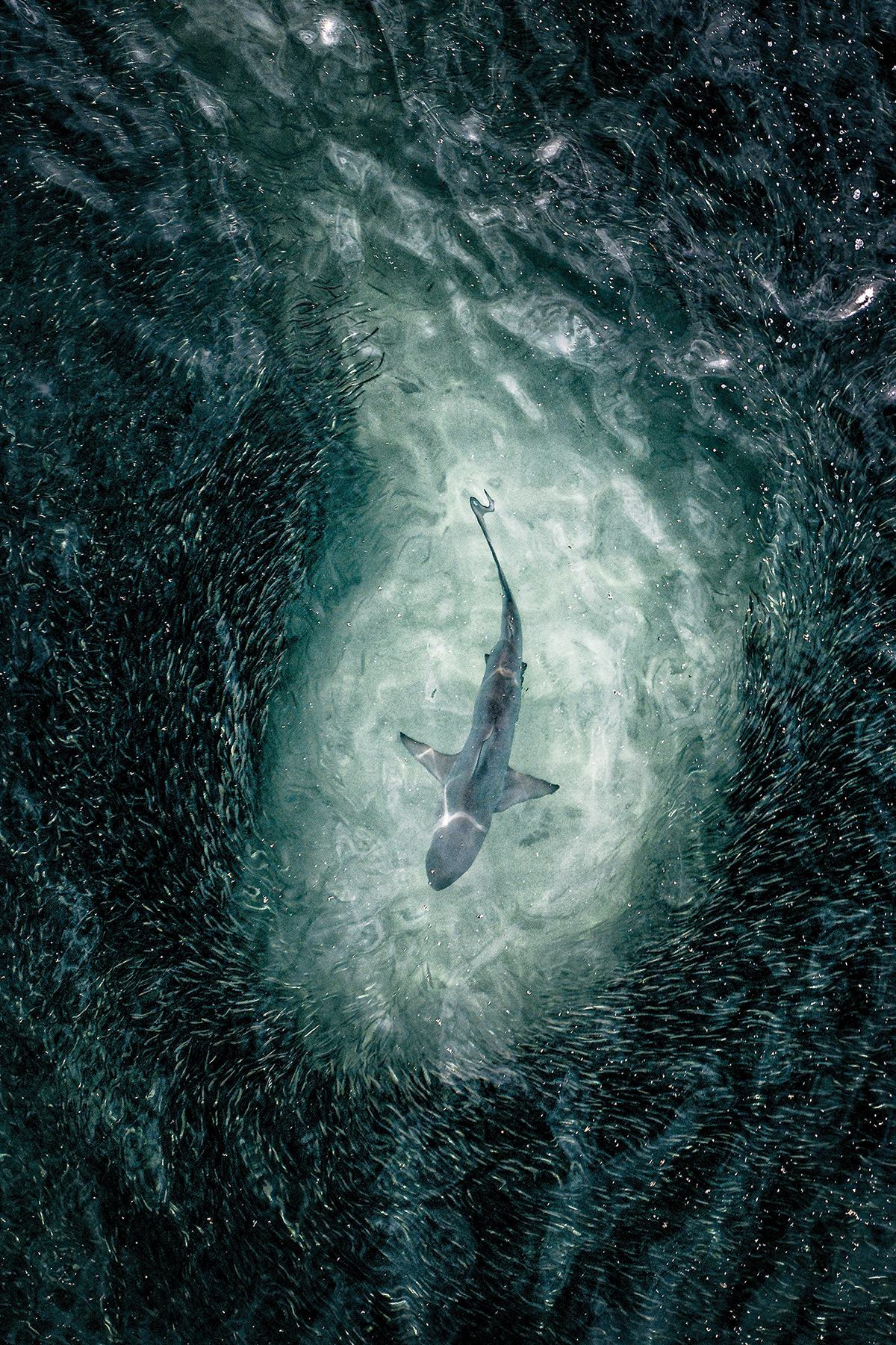 2022 Photo contest grand prize Leighton lum 