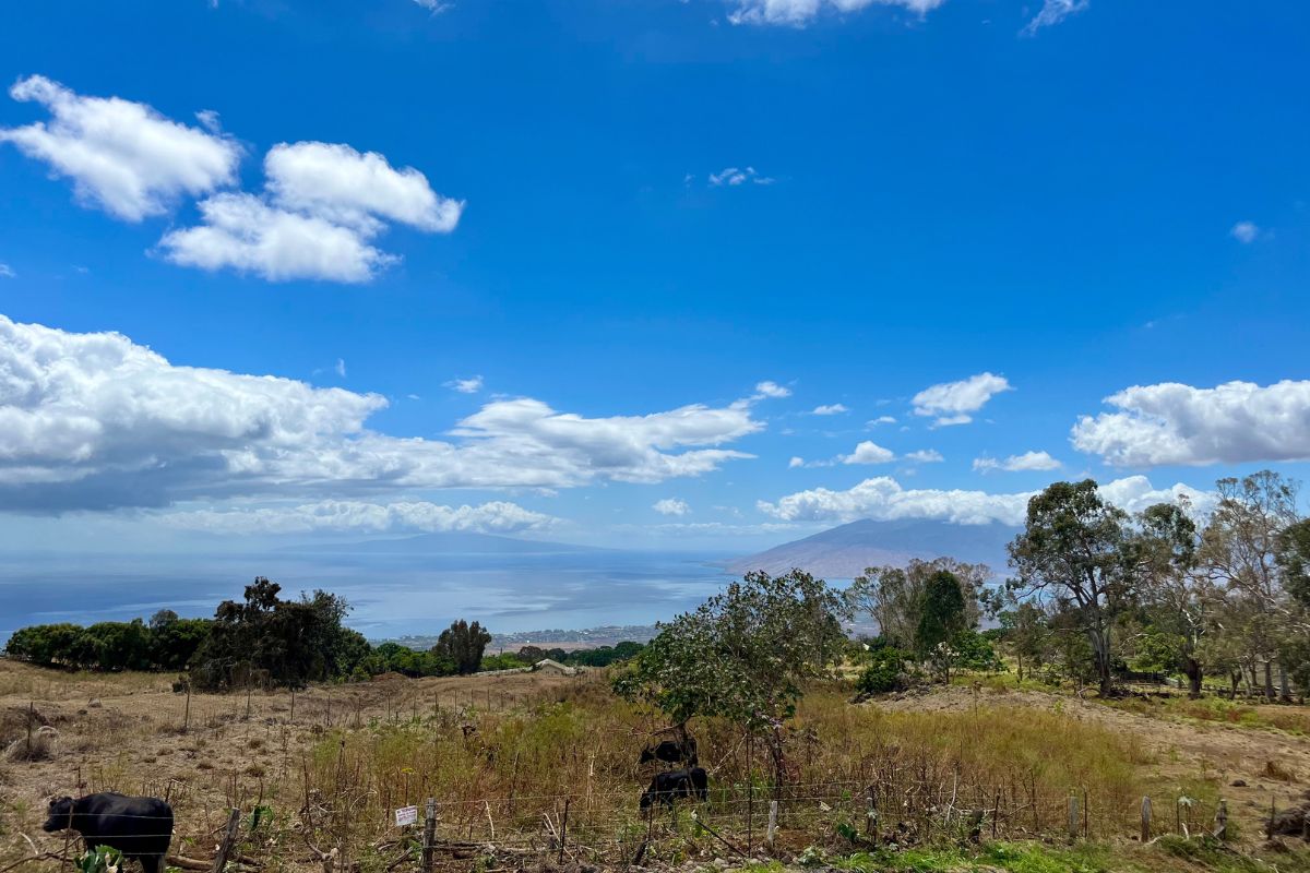 Kula Views Sun Yat Sen Park