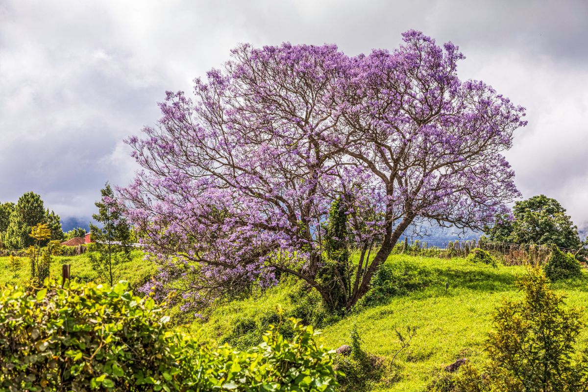 Kula Jacaranda Trees