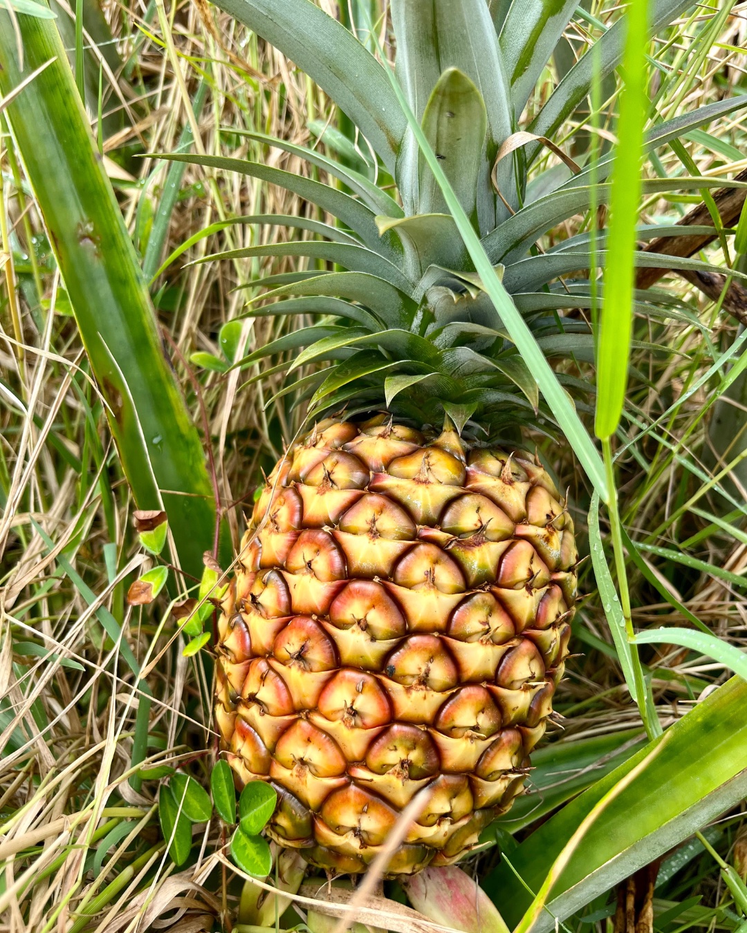 Okfarmspineapple
