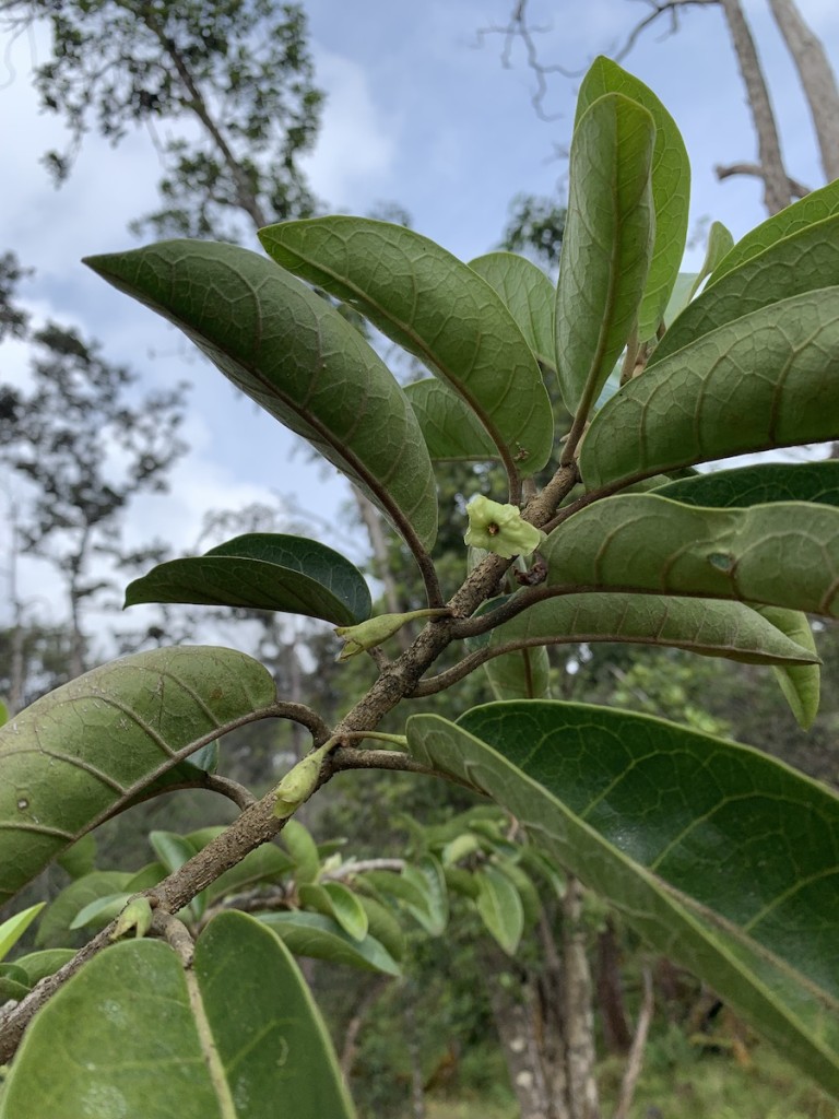 20220809 Waiea Dlnr Aiea