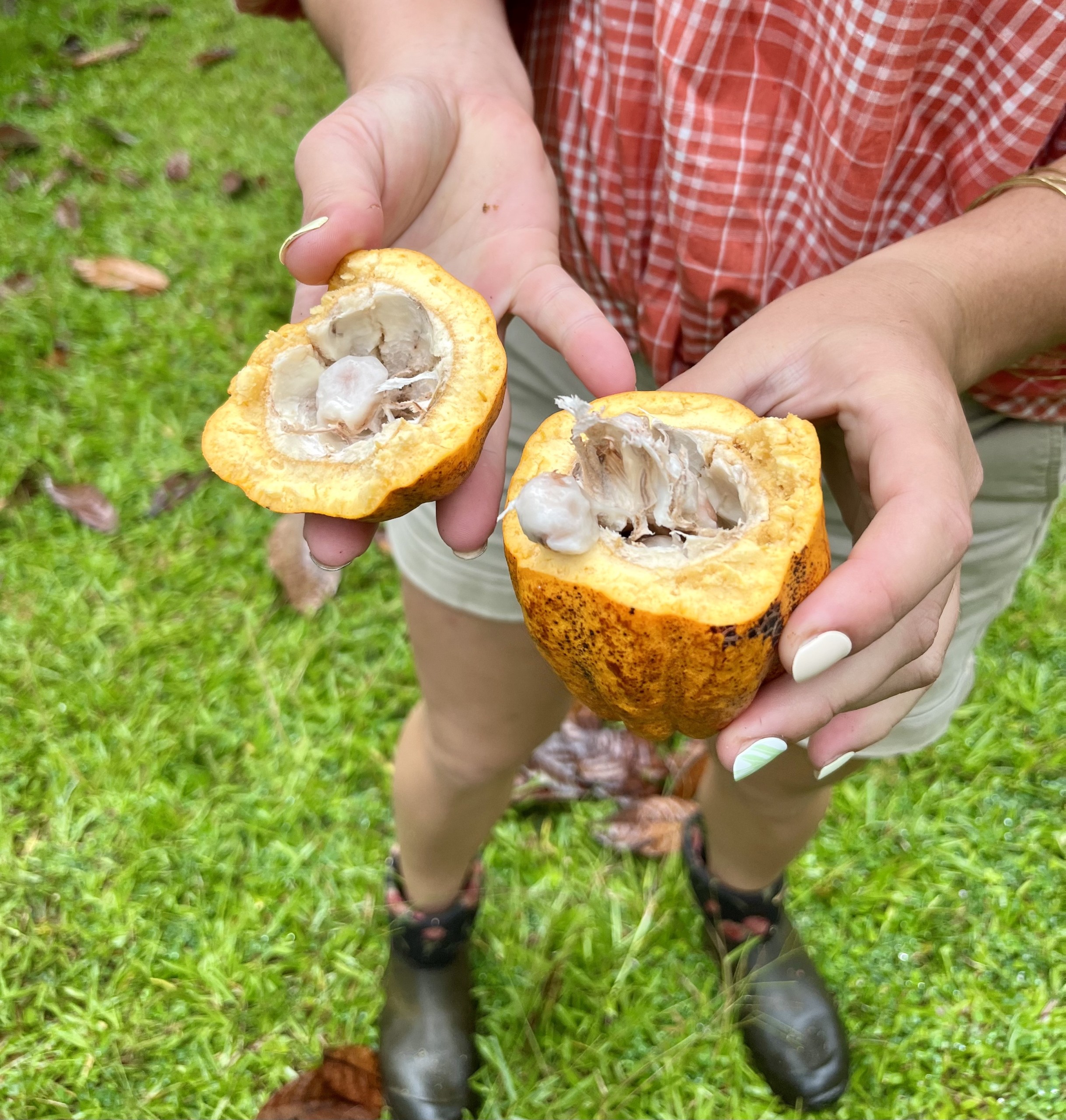 Cacao Ok Farms