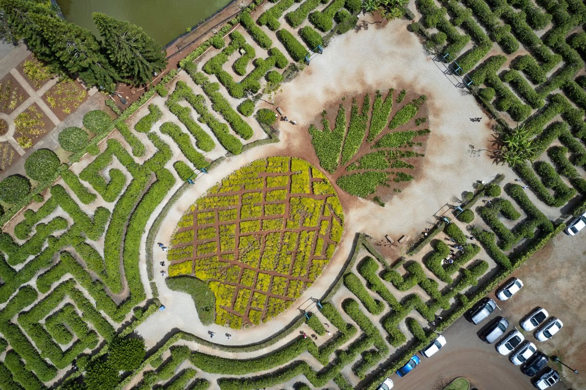Doleplantationgiantmaze