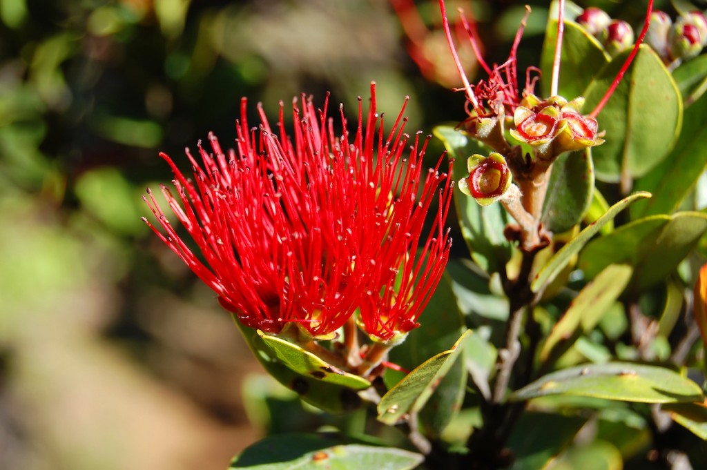Beautiful Ohia Lehua A Sight On Pihea Trail