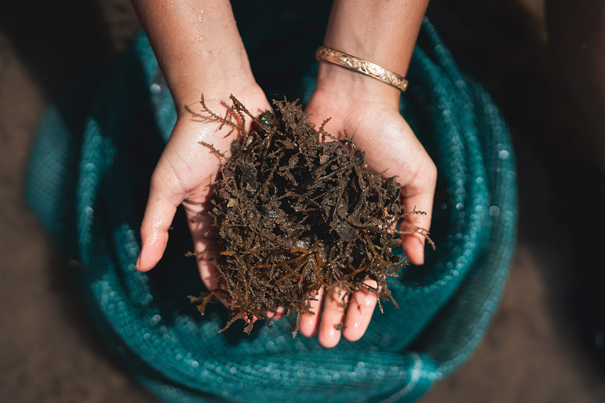 Malama Maunalua Prickly Seaweed