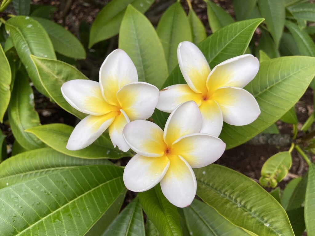 Nature at Koko Crater Botanical Garden Hike