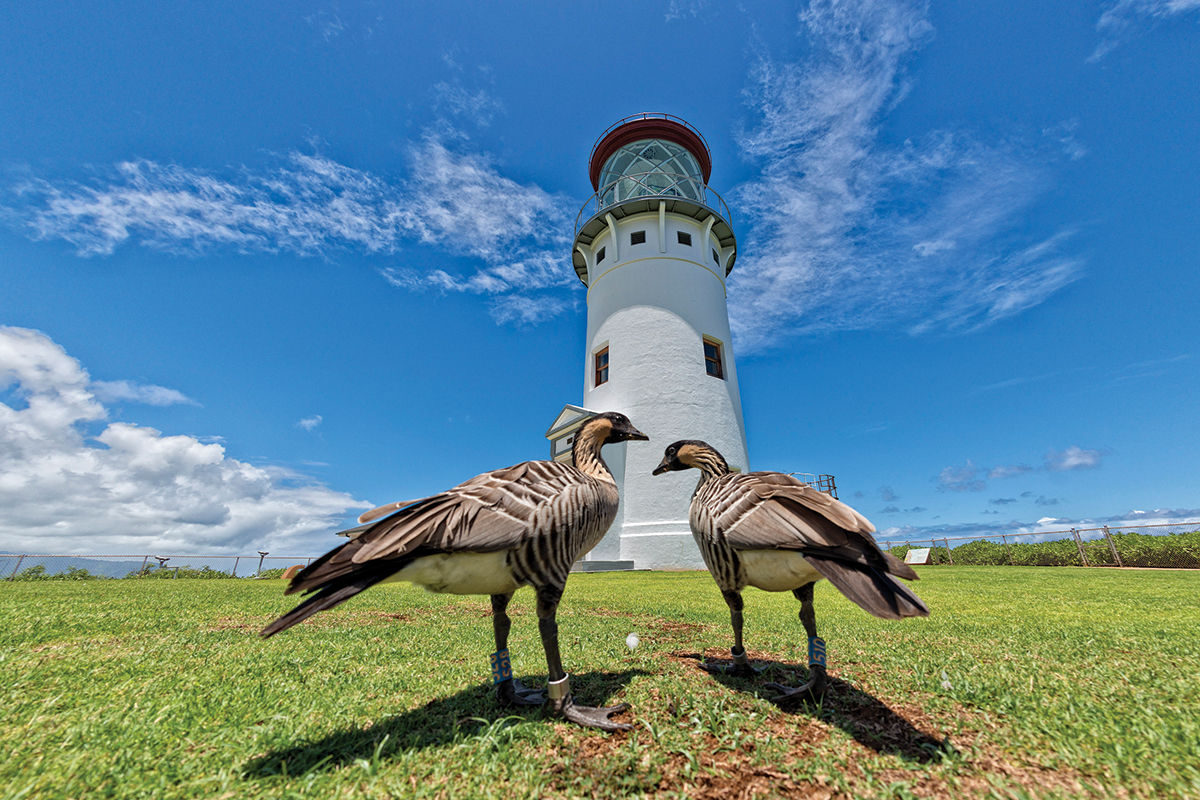 Kauai Lighthouse Kilauea Point Hawaii Island