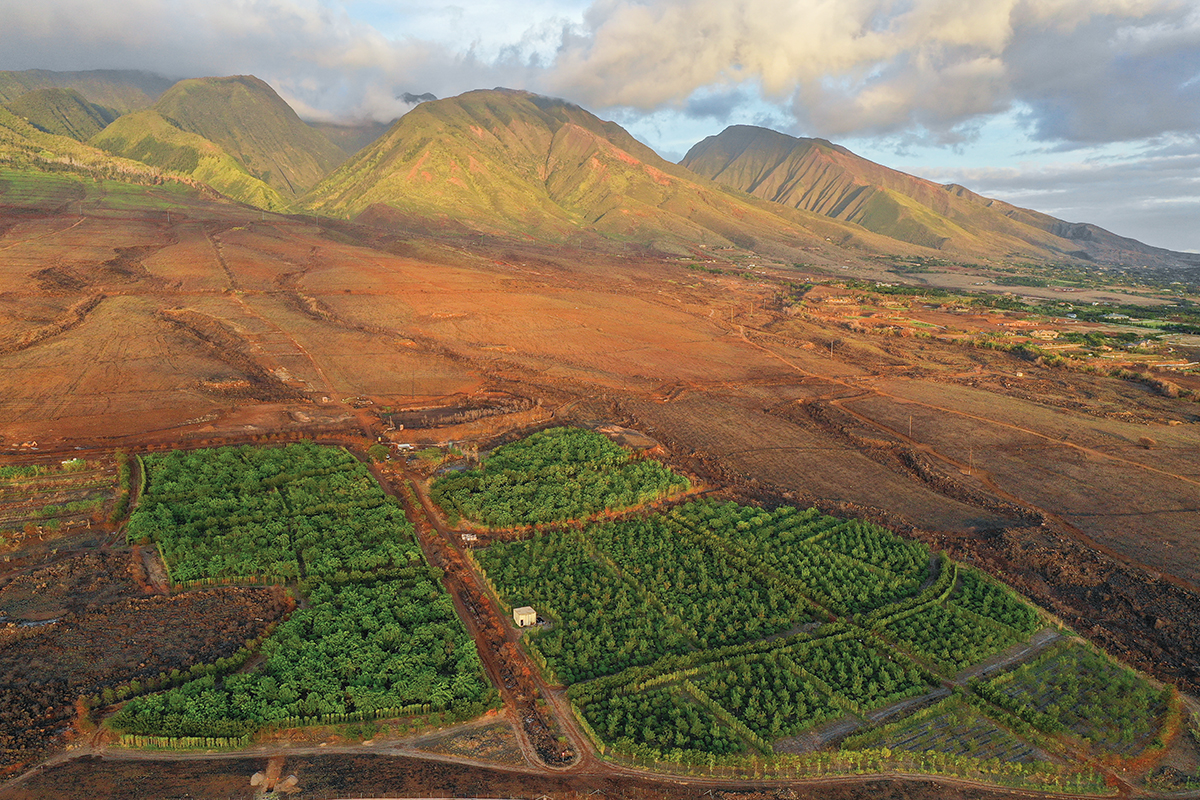 Maui Kuʻia Estate Chocolate Farm