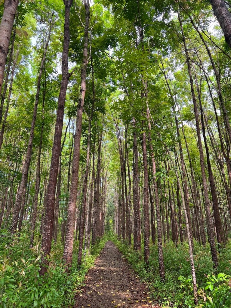 20230202 Dateideas Waikoa Ctf