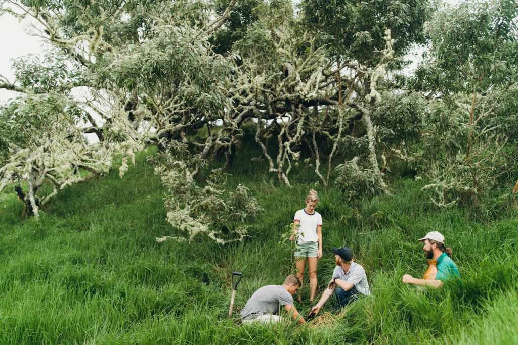 20230413 Nativeplants Ctf Koa Hta 15634