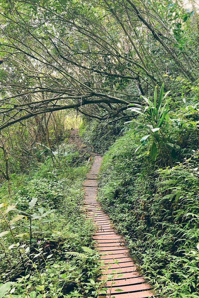 04 Maunawili Falls Trail Ctf