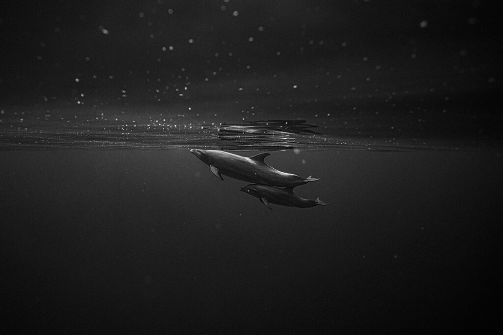 First Place 1809 Raja Iliya2