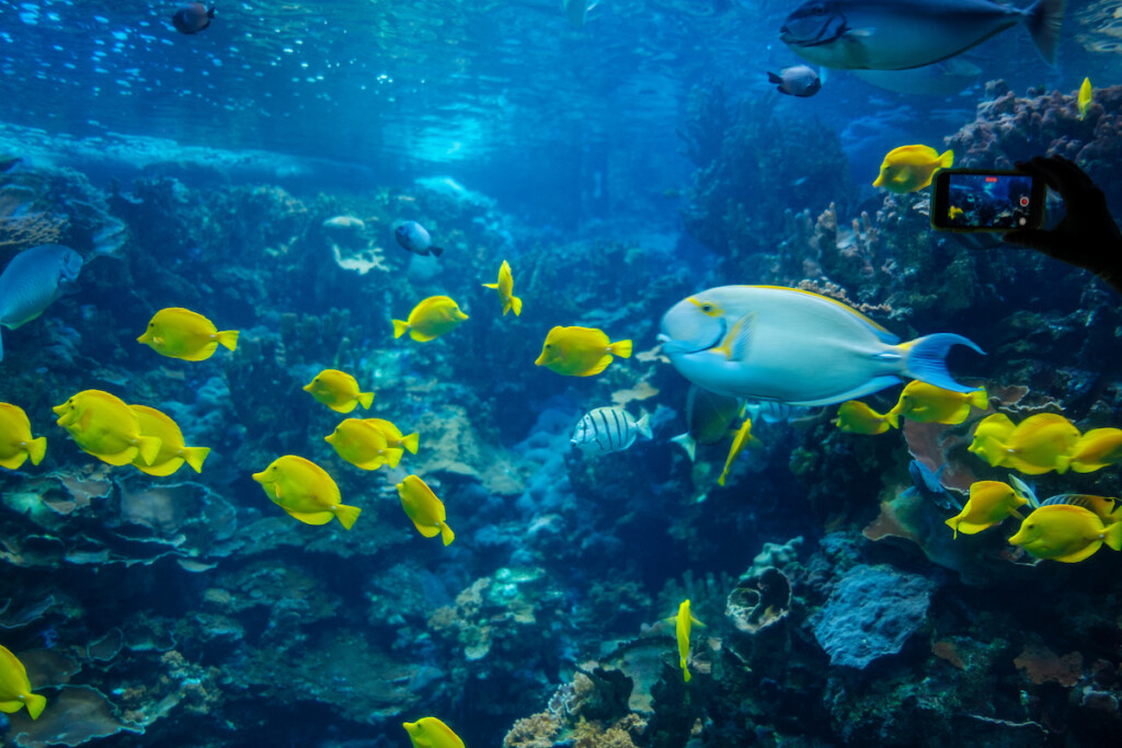 Him2106 Ay Maui 1173