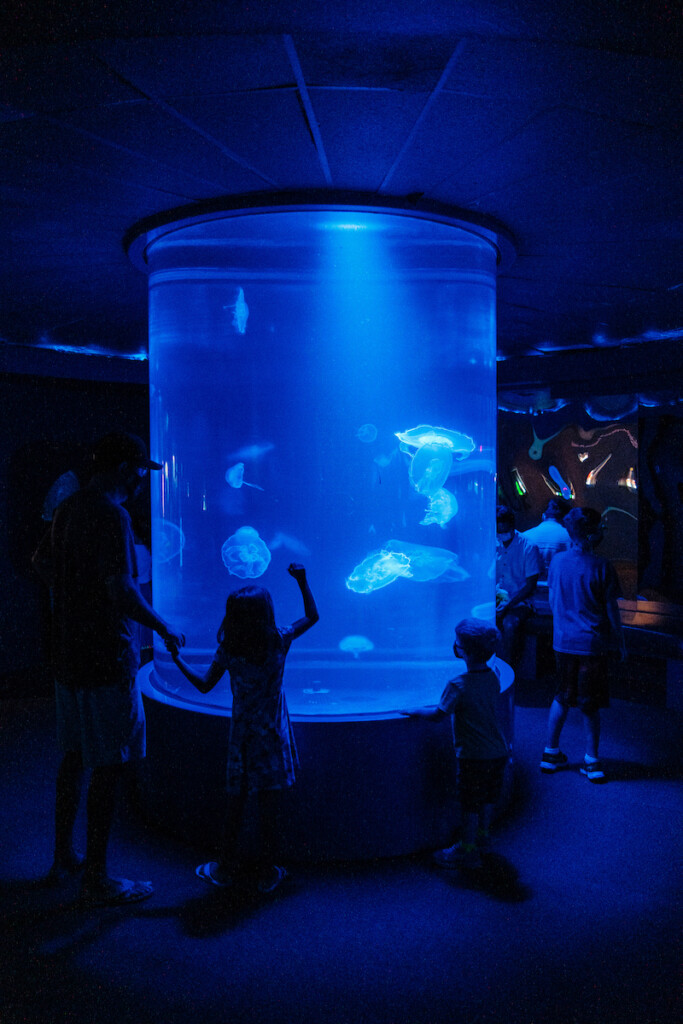 Him2106 Ay Maui 1225