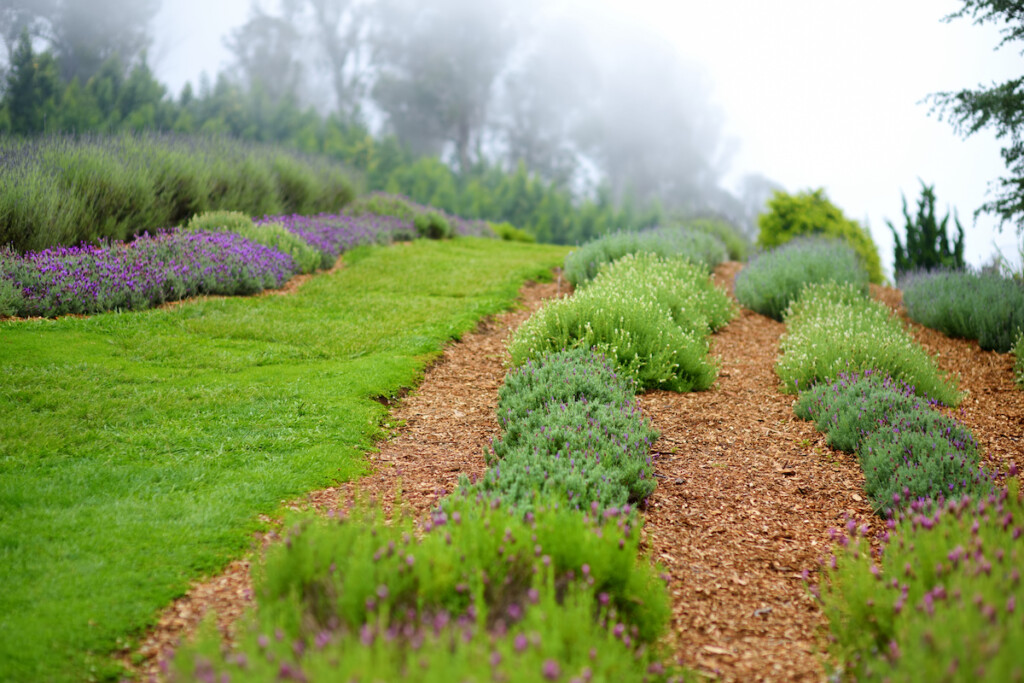 Blooming Lavender Plants At The Alii Kula Lavender Farm On Maui