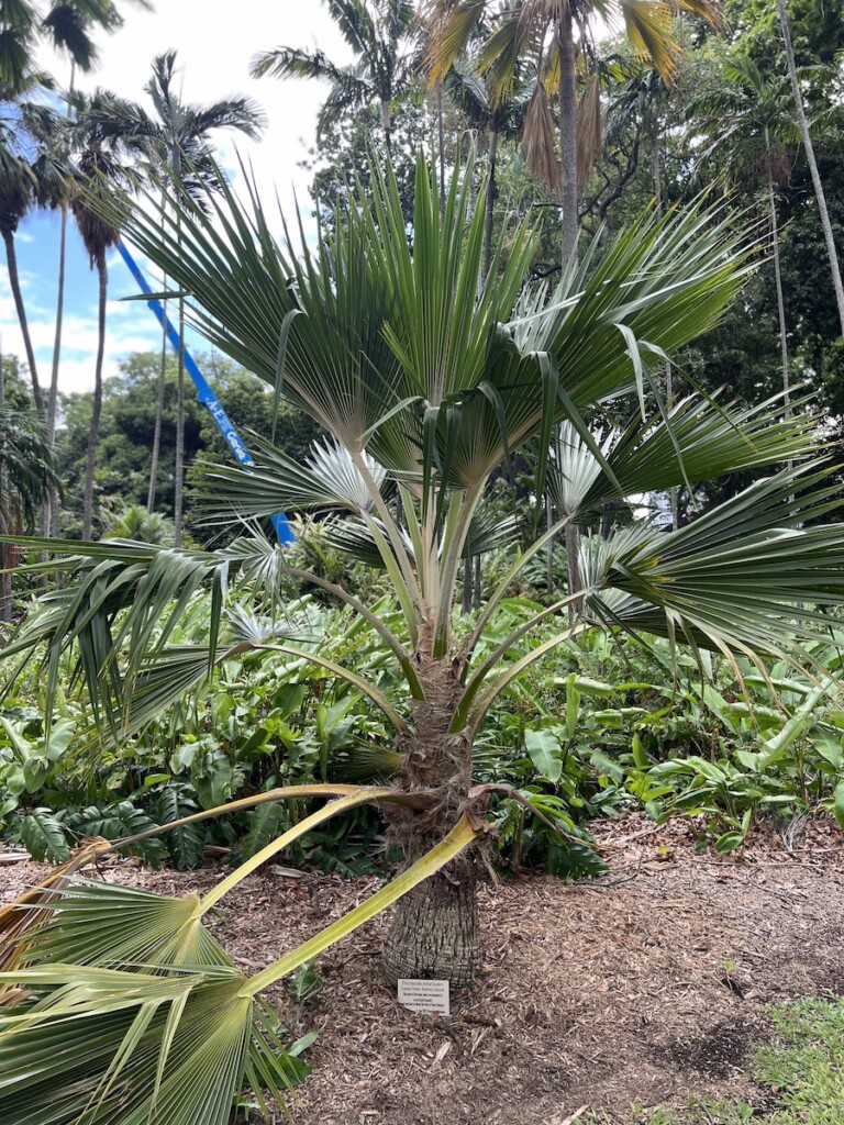 20230928 Foster Garden Loulu Ctf