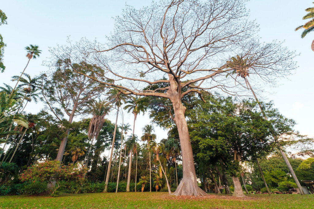 Hn2102 Ay Trees Kapok Foster 1904