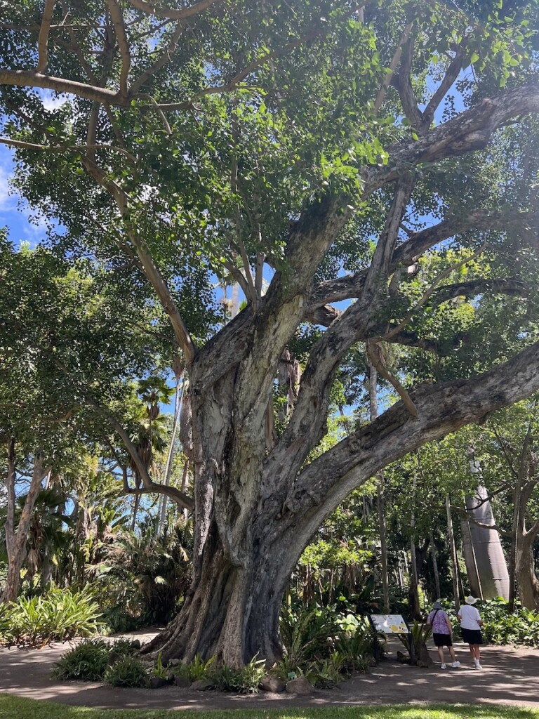 20230928 Foster Garden Ficus Ctf