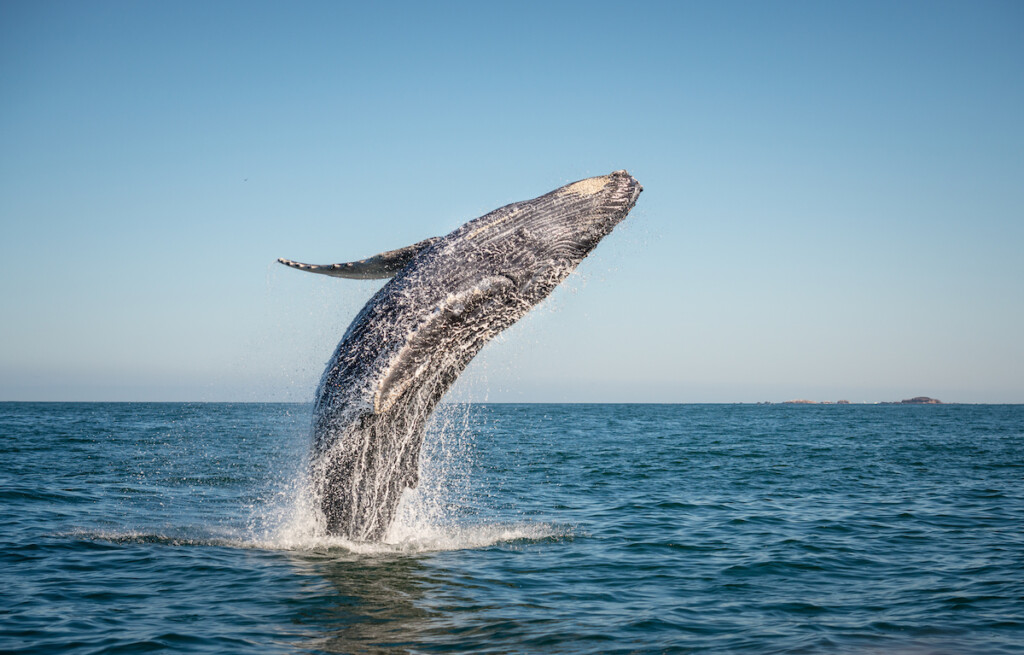 Happy Whale Breaching