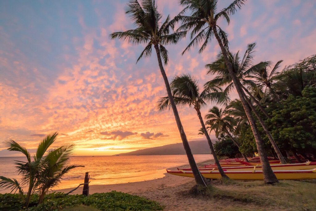Canoes And Palms On The Beach