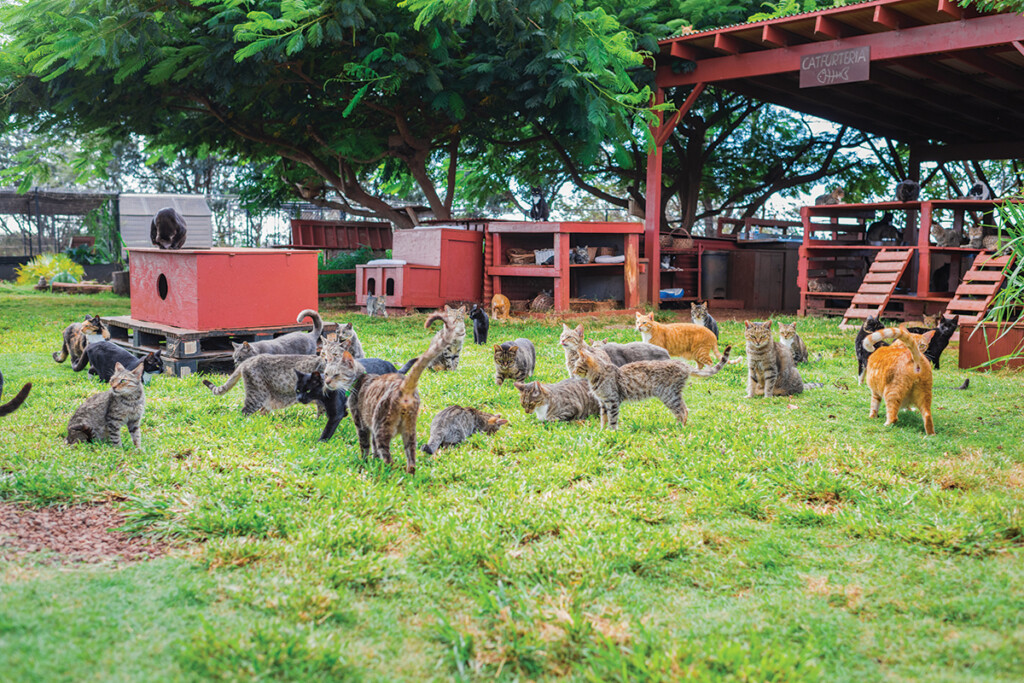 03 Lanai Cat Sanctuary Great Went