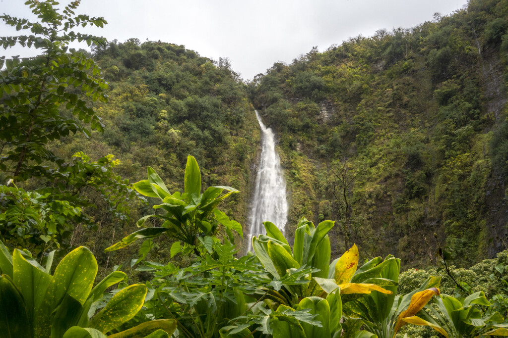 Bamboo Forest On Maui's Pipiwai Trail