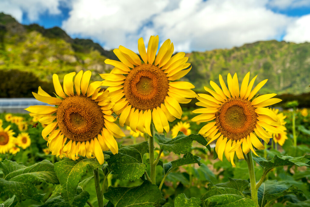 Close Up Of Yellow Flowering Plant On Field,honolulu,hawaii,united States,usa