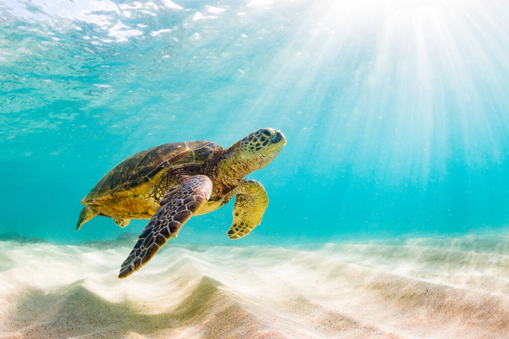 Beautiful Hawaiian Green Sea Turtle