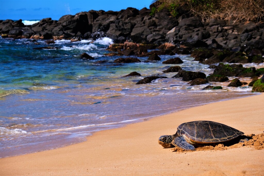 Hawaiian Green Sea Turtles (honu) Basking In The Sun On The Beach At Laniakea Beach, Haleiwa, Oahu, Hi