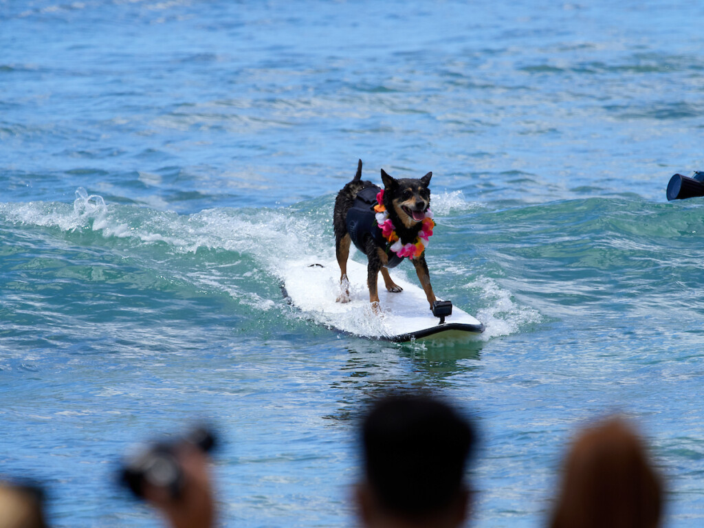 Hn1908 Dc Dukesdogs 1835