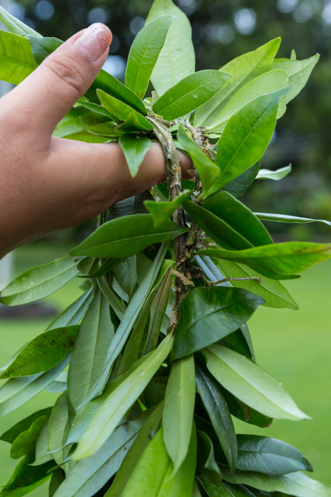 20240404 Merrie Monarch Flowers Ctf Maile Lei 10830tif