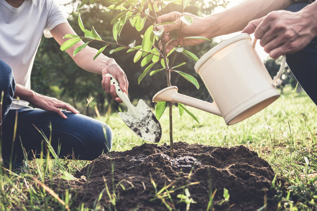 Young Couple Planting The Tree While Watering A Tree Working In