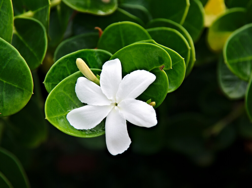 White Pikake Flower