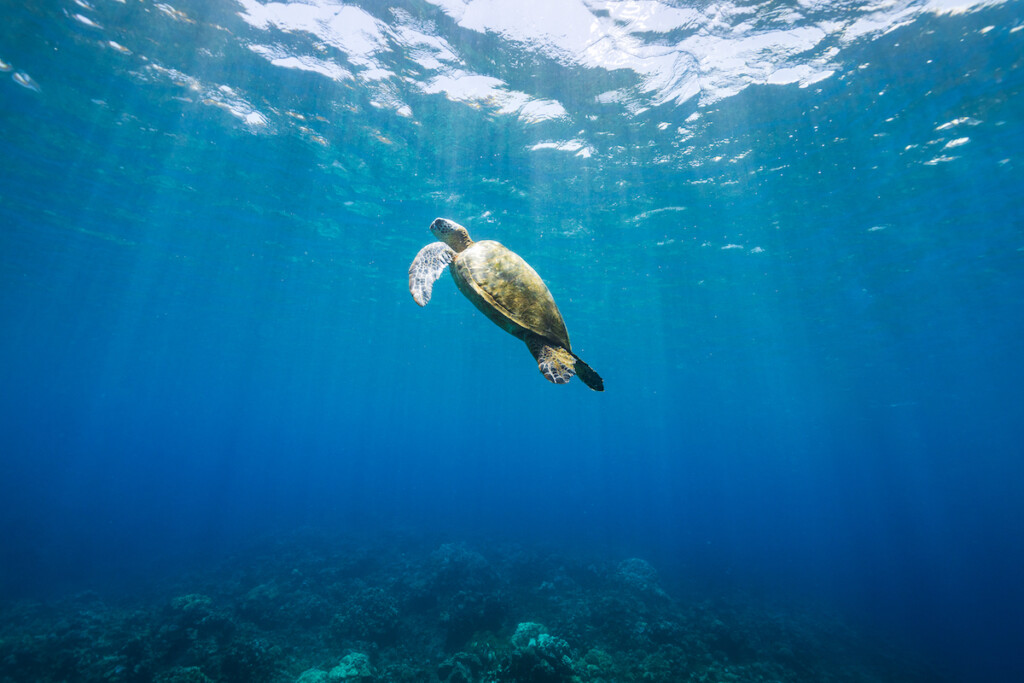 Green Sea Turtle Swimming Over Coral Through Clear Blue Ocean