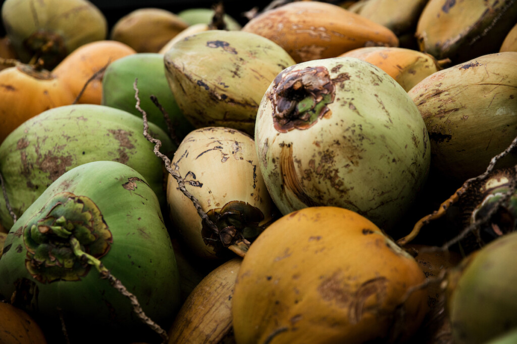 20240626 Coconuts Hta 14782