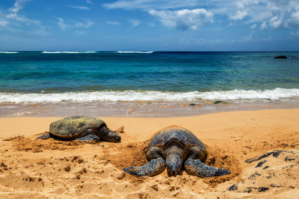 Close View Of Sea Turtles Resting On Laniakea Beach On A Sunny Day, Oahu, Hawaii