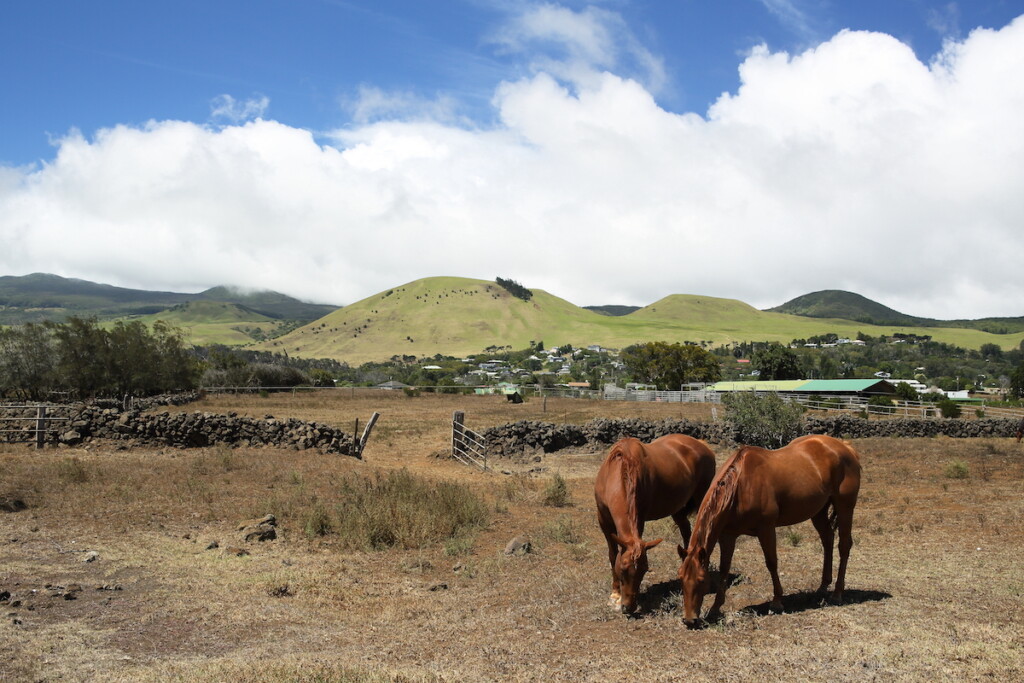 Horses On Ranchland At Parker Ranch