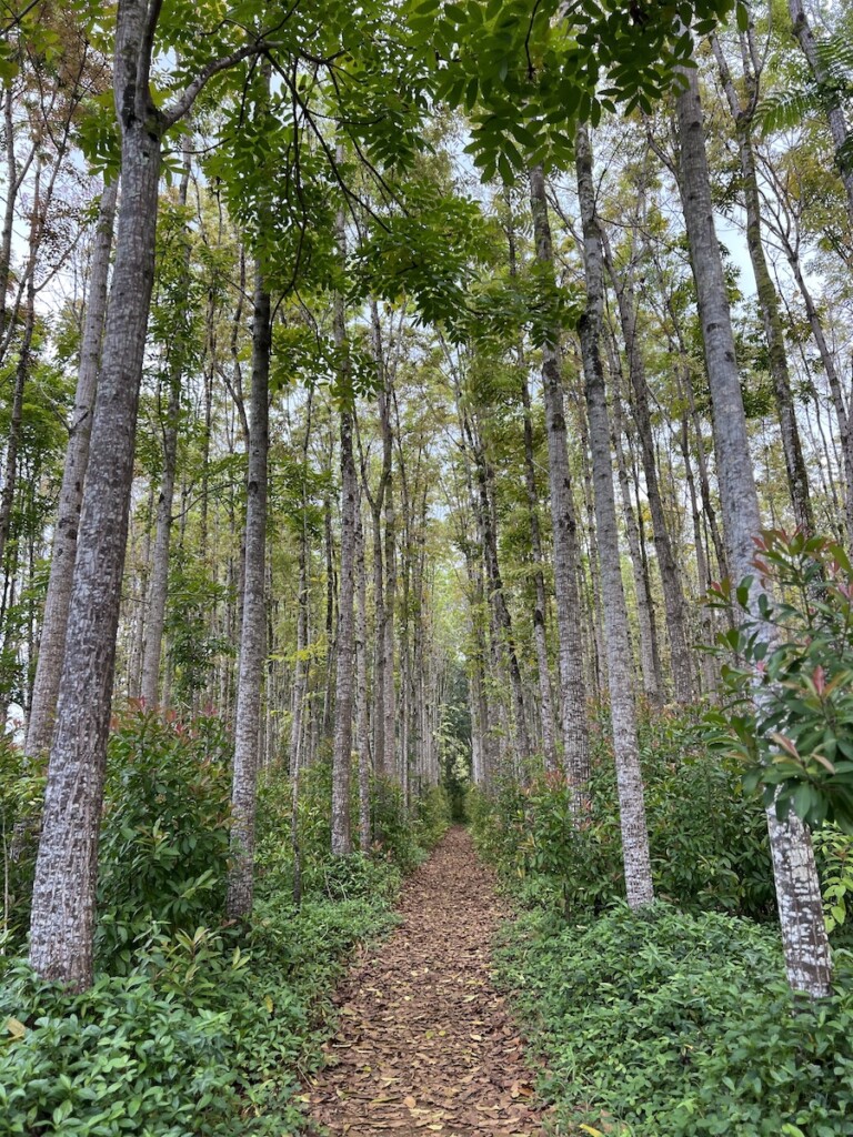 20240819 Bob Kauai Hikes Wai Koa