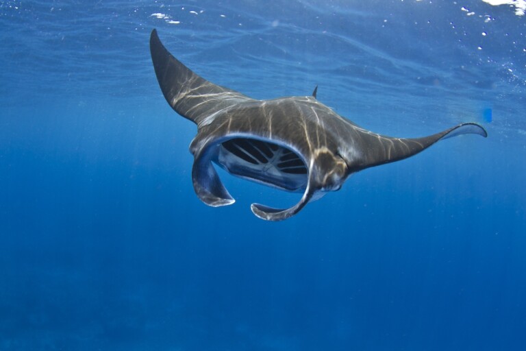 Manta Ray Feeding In Kona, Hawaii