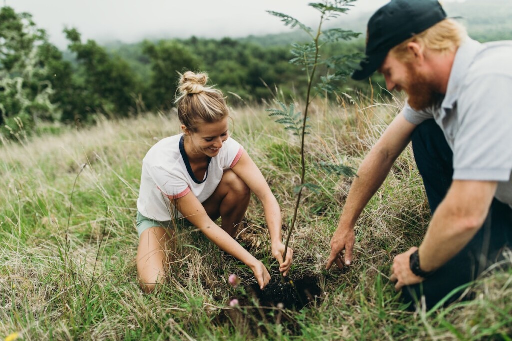 20241015 Free Things Hawaii Island Koa Trees Hta 15614