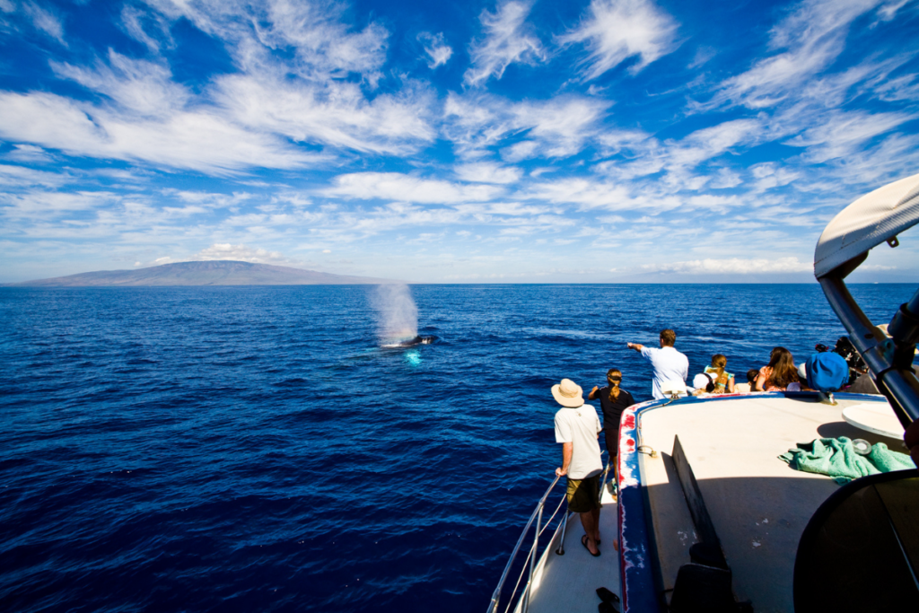 Whale-watching tour maui