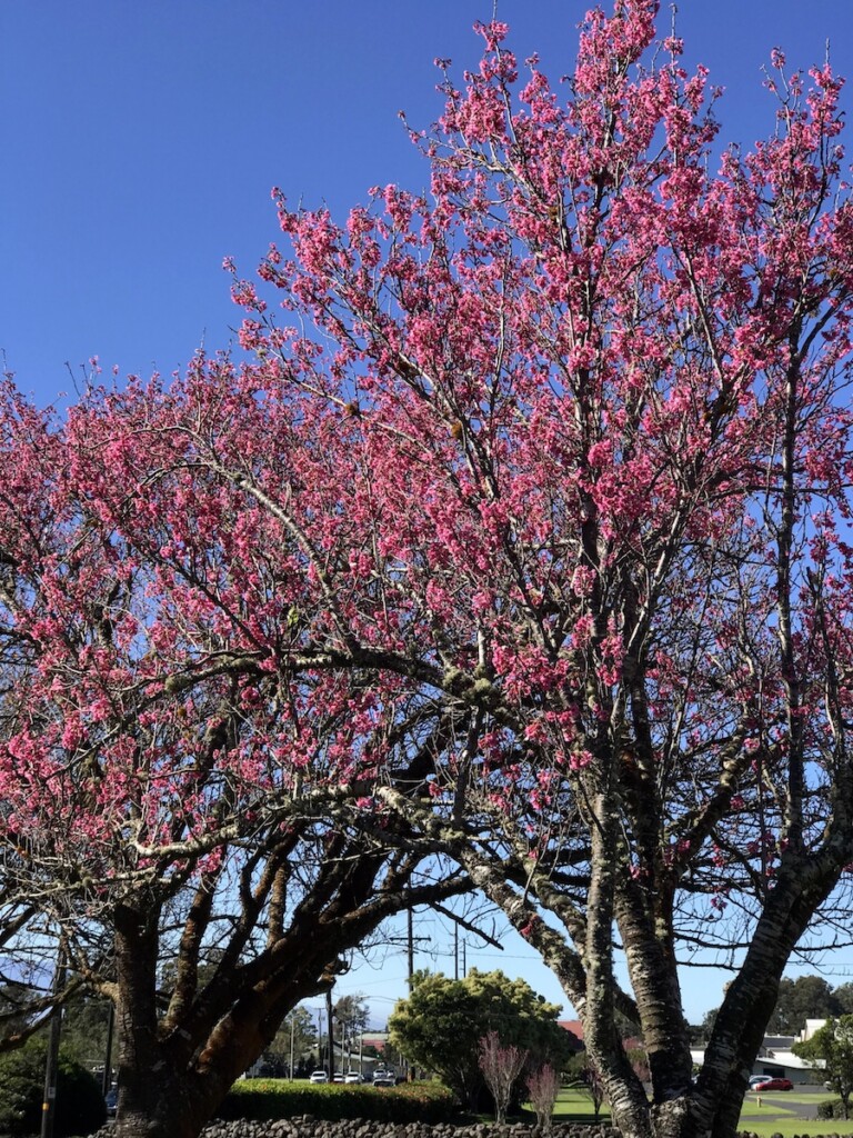 20250130 Spring Festivals Waimea Cherry Blossom Thumbnail Blossoms2